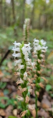 Spiranthes odorata
