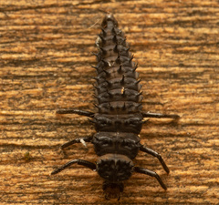 Harmonia testudinaria