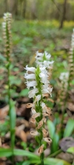 Spiranthes odorata