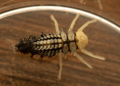 Harmonia testudinaria