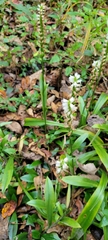 Spiranthes odorata