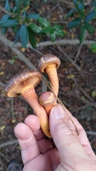 Chroogomphus vinicolor