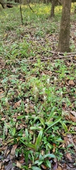 Spiranthes odorata
