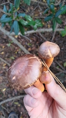 Chroogomphus vinicolor