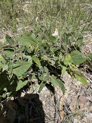 Angophora hispida