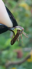 Umbonia crassicornis