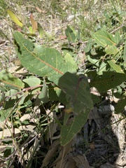 Angophora hispida