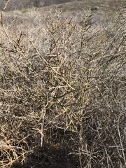 Adolphia californica