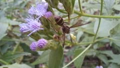 Pseudosphex melanogen