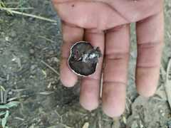 Agaricus bisporus