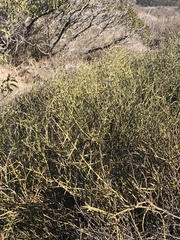 Adolphia californica