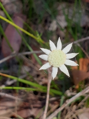 Actinotus minor
