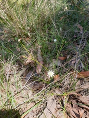 Actinotus minor