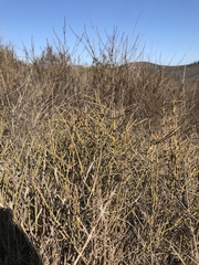 Adolphia californica