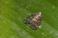 Nogodinidae
