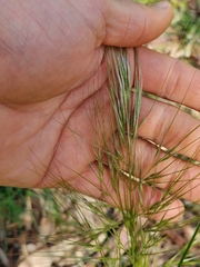 Austrostipa mollis