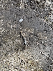 Plestiodon skiltonianus