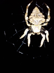 Parawixia