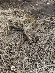 Plestiodon skiltonianus