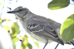 Mimus gundlachii