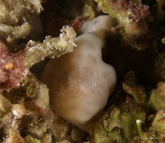 Narungga Frogfish photo 3