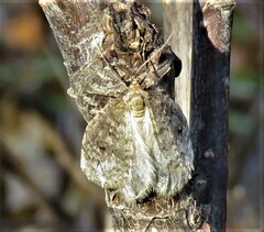 Operophtera bruceata
