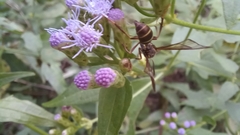 Pseudosphex melanogen