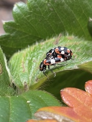Eriopis connexa