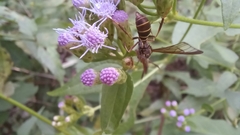 Pseudosphex melanogen