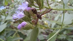 Pseudosphex melanogen