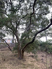 Quercus agrifolia agrifolia