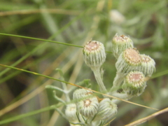 Senecio viravira