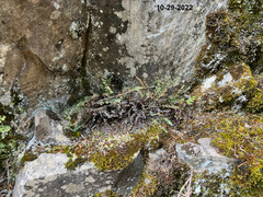 Myriopteris gracillima