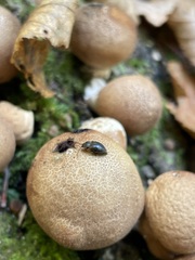 Lycoperdina ferruginea