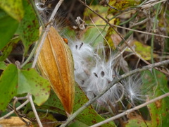 Asclepiadeae