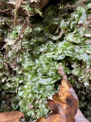 Pallavicinia