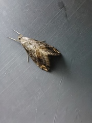 Evergestis rimosalis