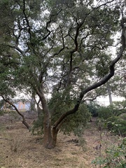 Quercus agrifolia agrifolia