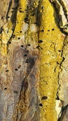 Littorina subrotundata
