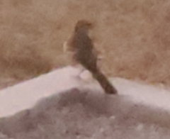 Salpinctes obsoletus