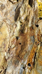 Littorina subrotundata