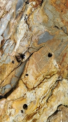 Littorina subrotundata