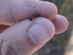 Camponotus sansabeanus