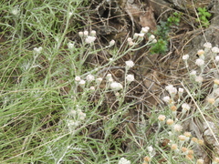 Senecio viravira
