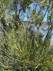 Casuarina glauca
