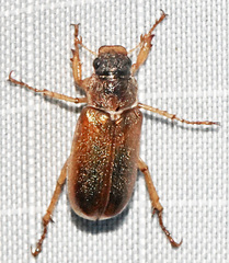 Dichelonyx diluta