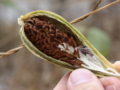 Asclepiadeae