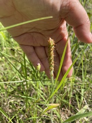 Plantago varia