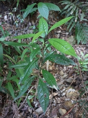 Symplocos acuminata