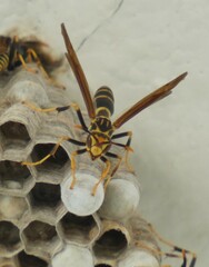 Polistes bequaertellus